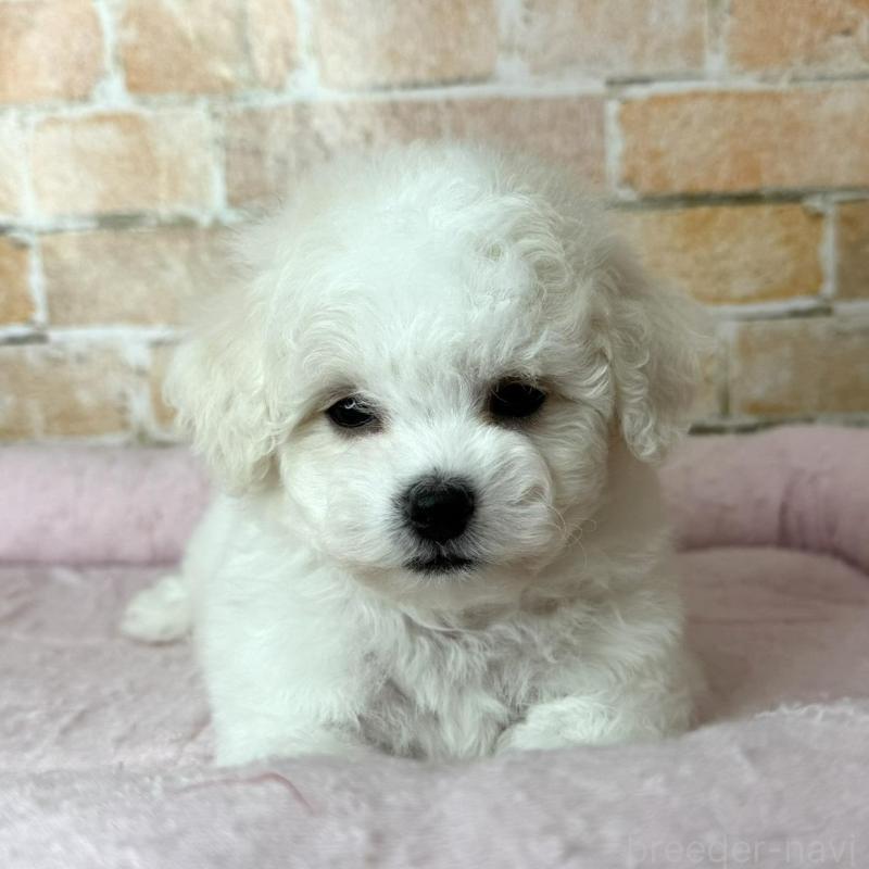 販売中の兵庫県のビションフリーゼ-437924