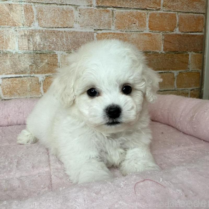 販売中の兵庫県のビションフリーゼ-437924の6枚目