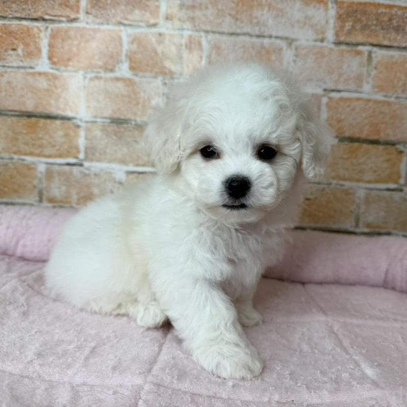 販売中の兵庫県のビションフリーゼ-437924の5枚目