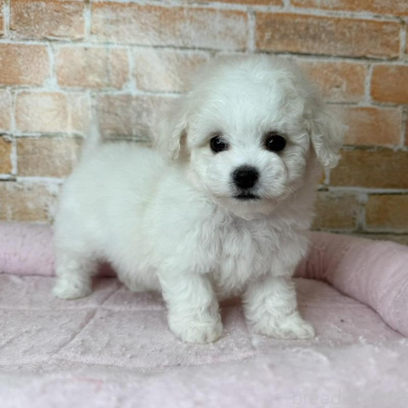 販売中の兵庫県のビションフリーゼ-437924の4枚目