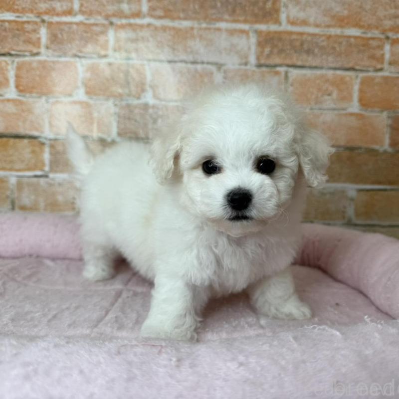 販売中の兵庫県のビションフリーゼ-437924の3枚目