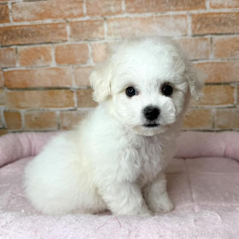 販売中の兵庫県のビションフリーゼ-437924の2枚目