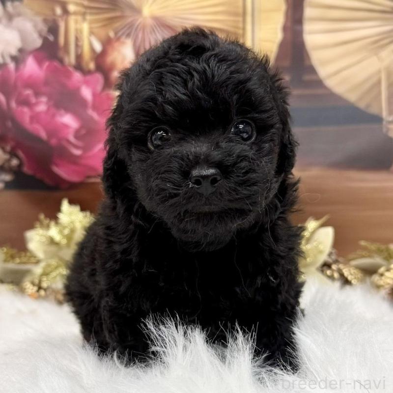 販売中の広島県のタイニープードル-433179