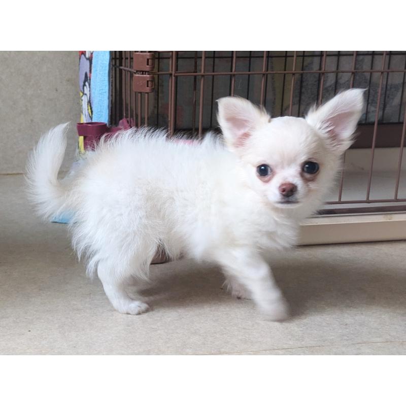 販売中の茨城県のチワワ(ロングコート)-428680の6枚目