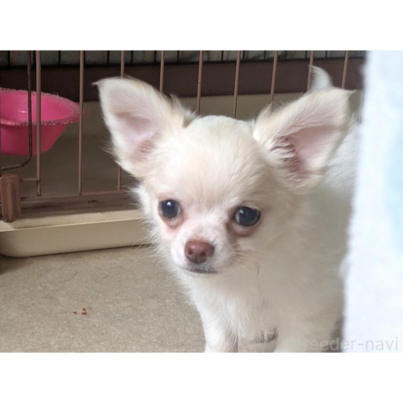 販売中の茨城県のチワワ(ロングコート)-428680の5枚目