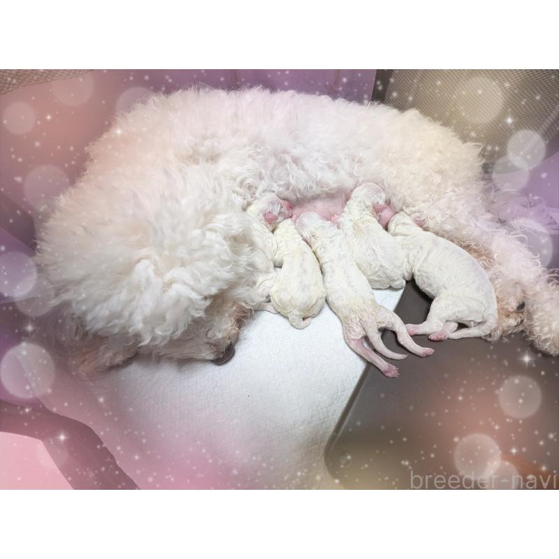 販売中の岐阜県のビションフリーゼ-437925の1枚目