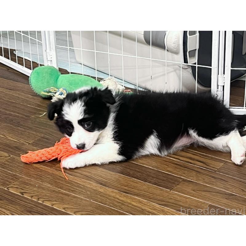 成約済の東京都のボーダーコリー-434190の6枚目