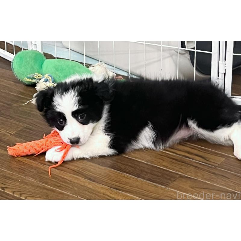 販売中の東京都のボーダーコリー-434190