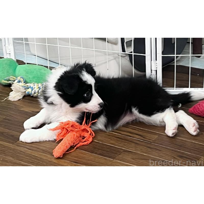 成約済の東京都のボーダーコリー-434190の5枚目