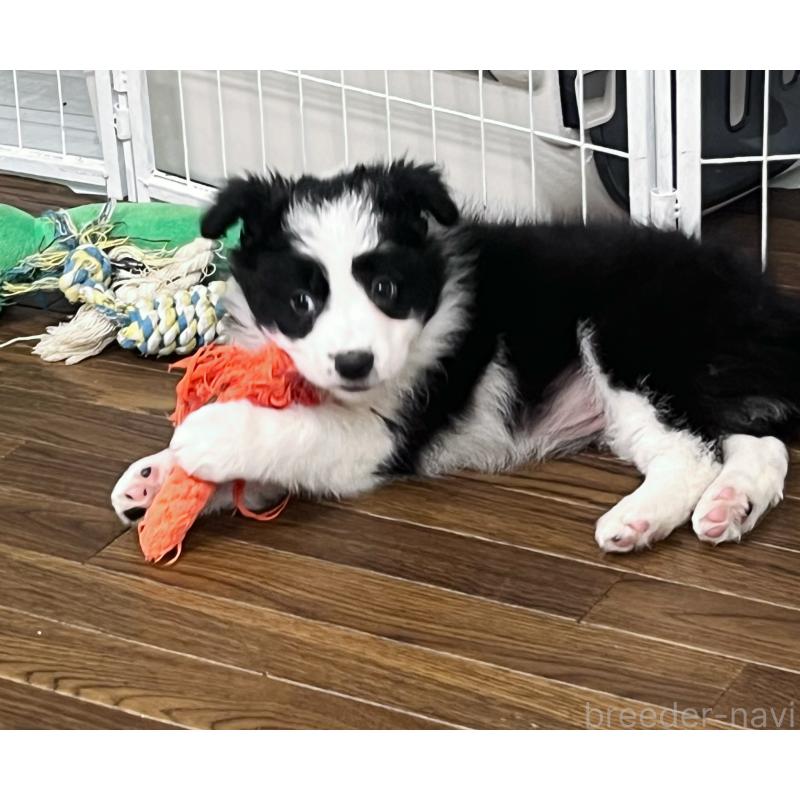 成約済の東京都のボーダーコリー-434190の3枚目