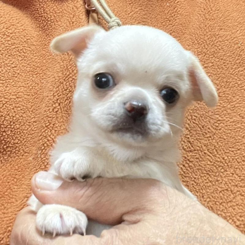 販売中の埼玉県のチワワ(スムースコート)-437926