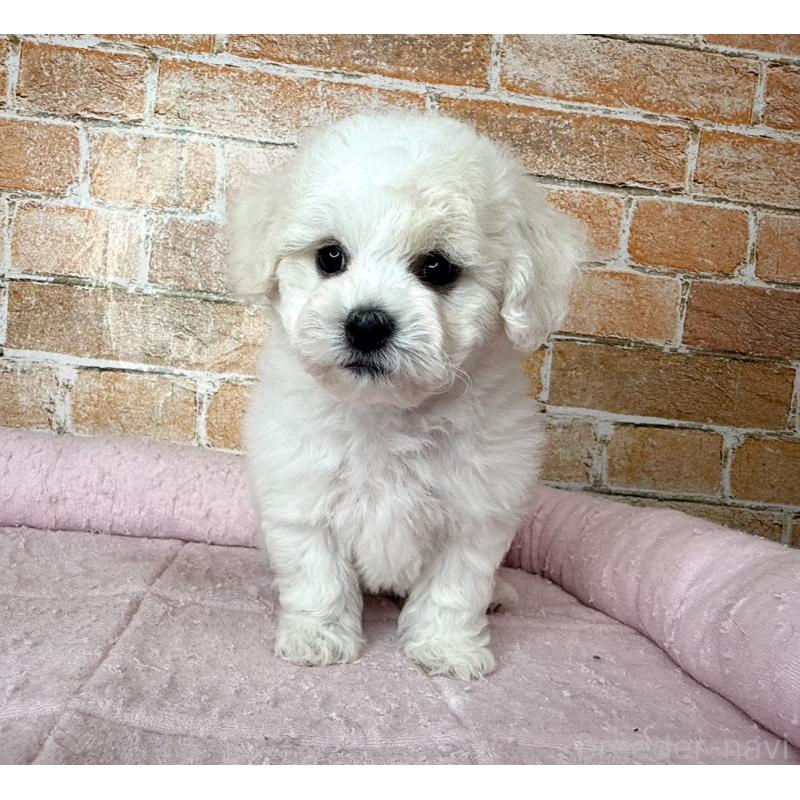 販売中の兵庫県のビションフリーゼ-437927の5枚目