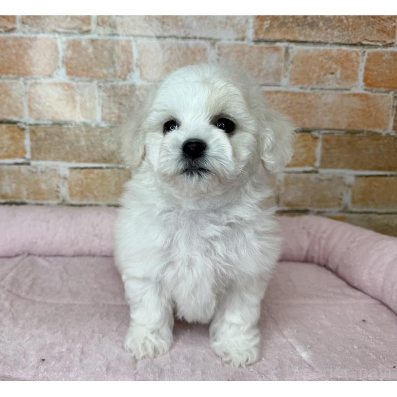 販売中の兵庫県のビションフリーゼ-437927の4枚目