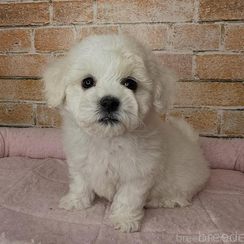 販売中の兵庫県のビションフリーゼ-437927