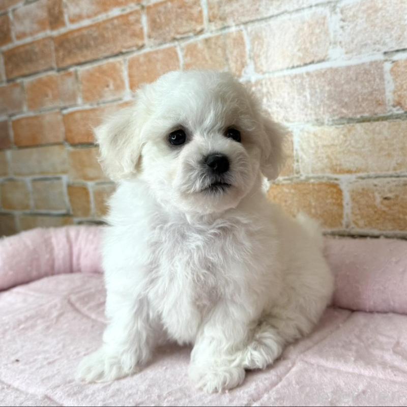 販売中の兵庫県のビションフリーゼ-437927の3枚目