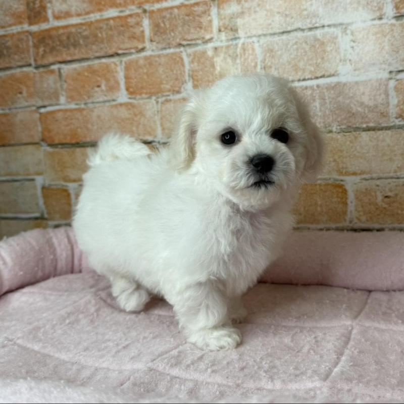 販売中の兵庫県のビションフリーゼ-437927の2枚目