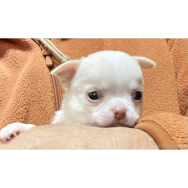 販売中の埼玉県のチワワ(スムースコート)-437928の3枚目