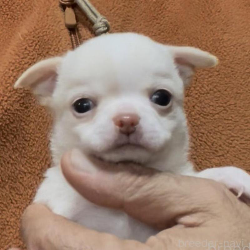 販売中の埼玉県のチワワ(スムースコート)-437928の1枚目