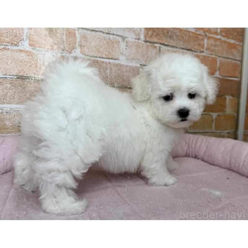 販売中の兵庫県のビションフリーゼ-437929の7枚目