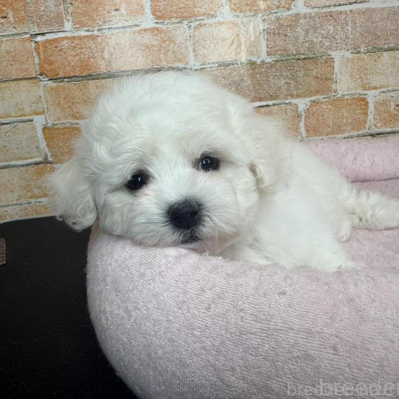 販売中の兵庫県のビションフリーゼ-437929の5枚目