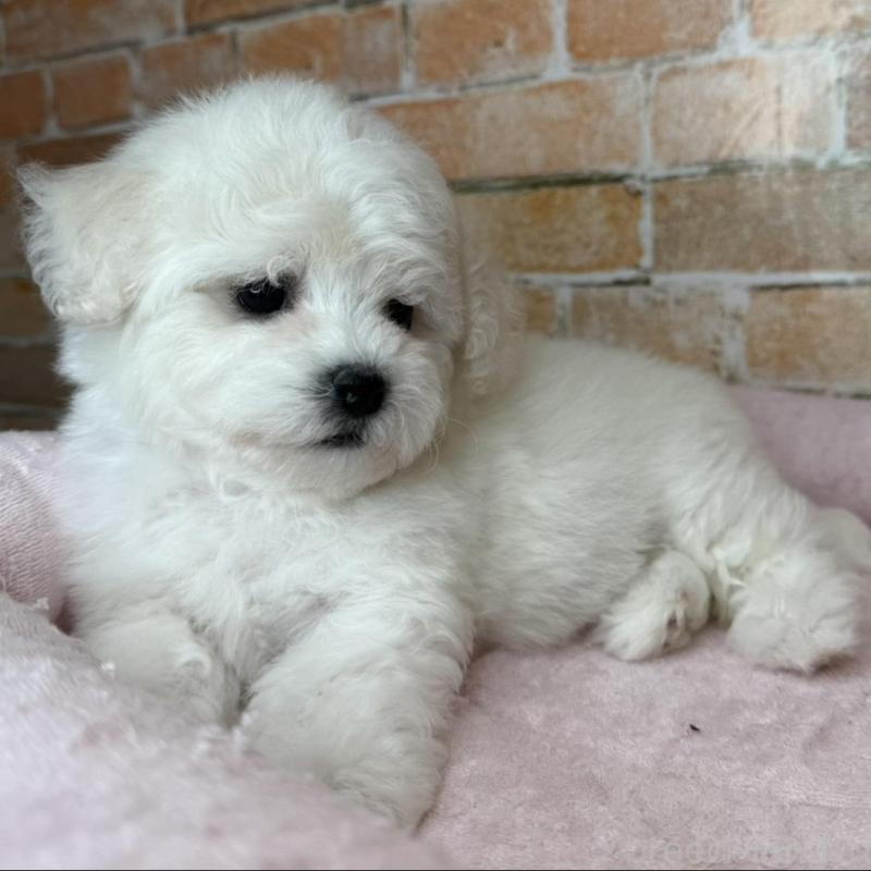 販売中の兵庫県のビションフリーゼ-437929の4枚目