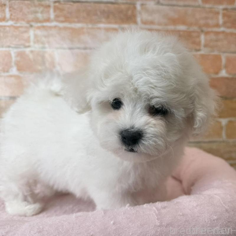 販売中の兵庫県のビションフリーゼ-437929の3枚目