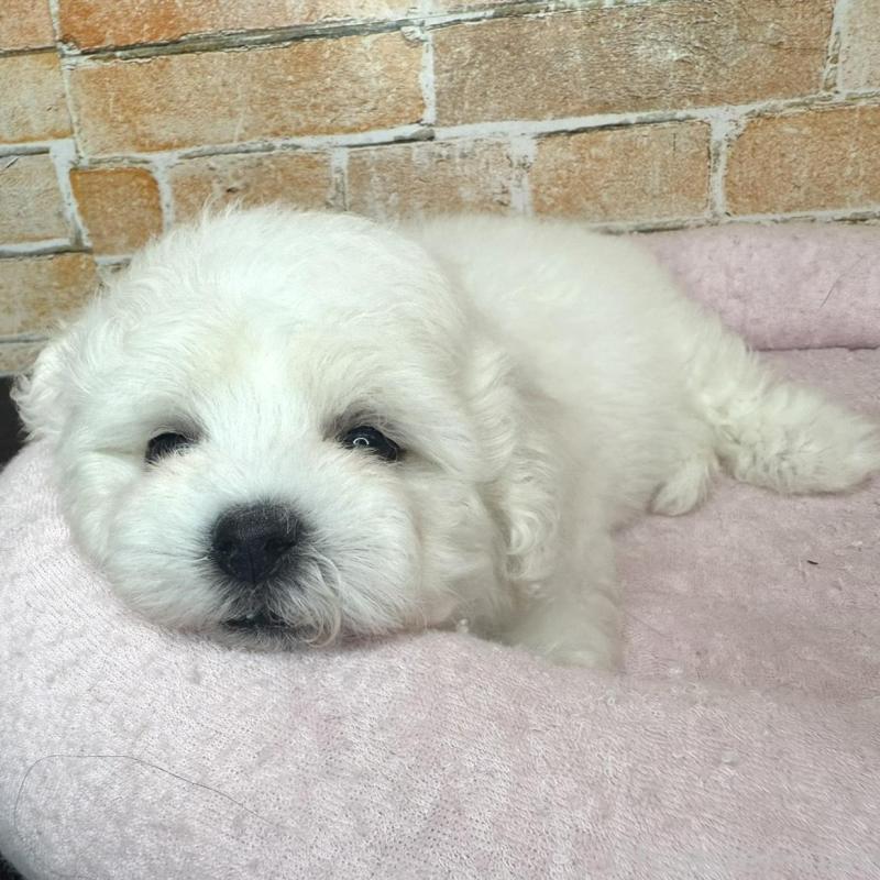 販売中の兵庫県のビションフリーゼ-437929の2枚目