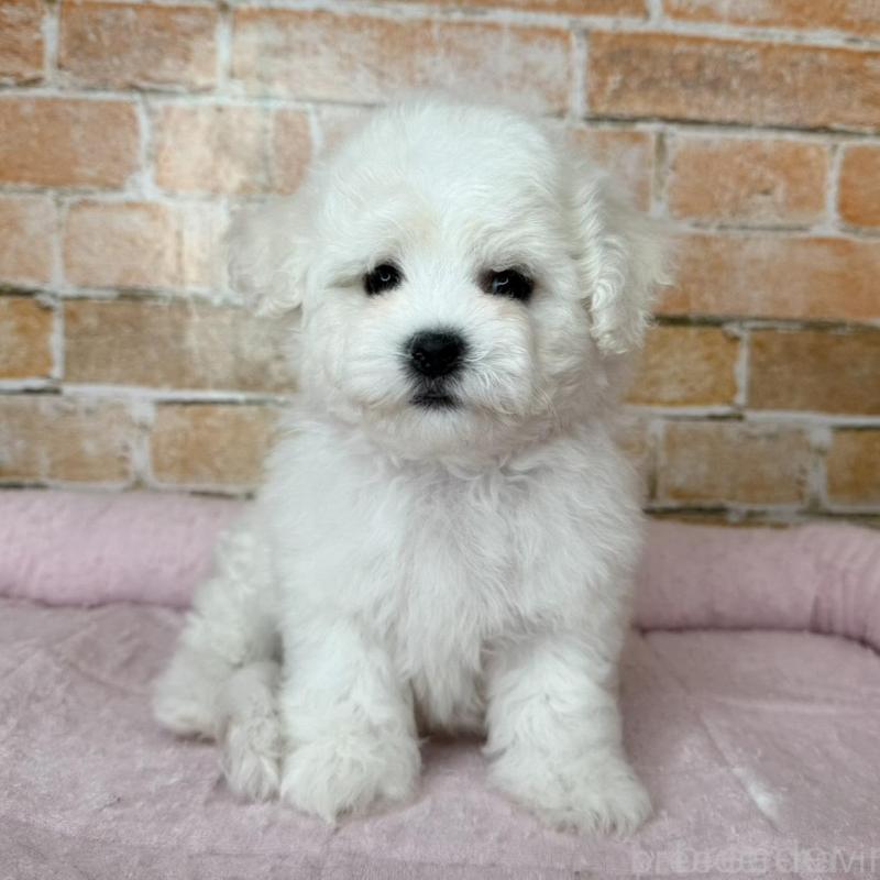 販売中の兵庫県のビションフリーゼ-437929