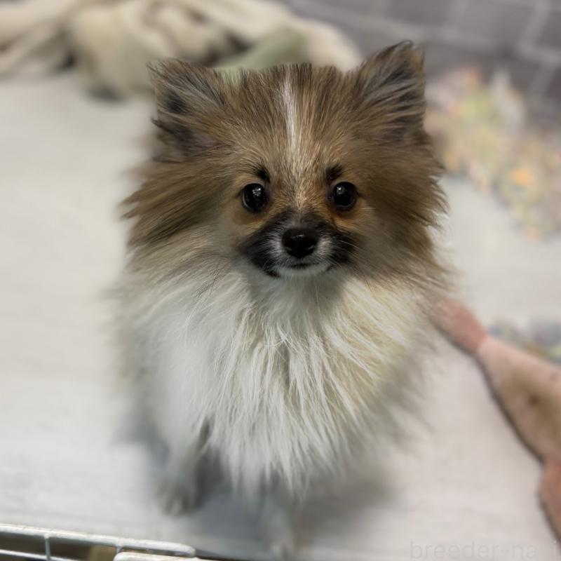 販売中の東京都のポメラニアン-423653の1枚目