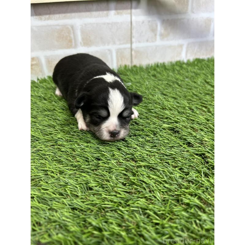 販売中の北海道のチワワ(ロングコート)-437937の6枚目