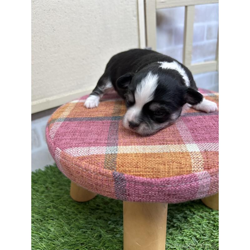 販売中の北海道のチワワ(ロングコート)-437937の5枚目