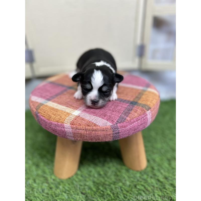 販売中の北海道のチワワ(ロングコート)-437937の4枚目