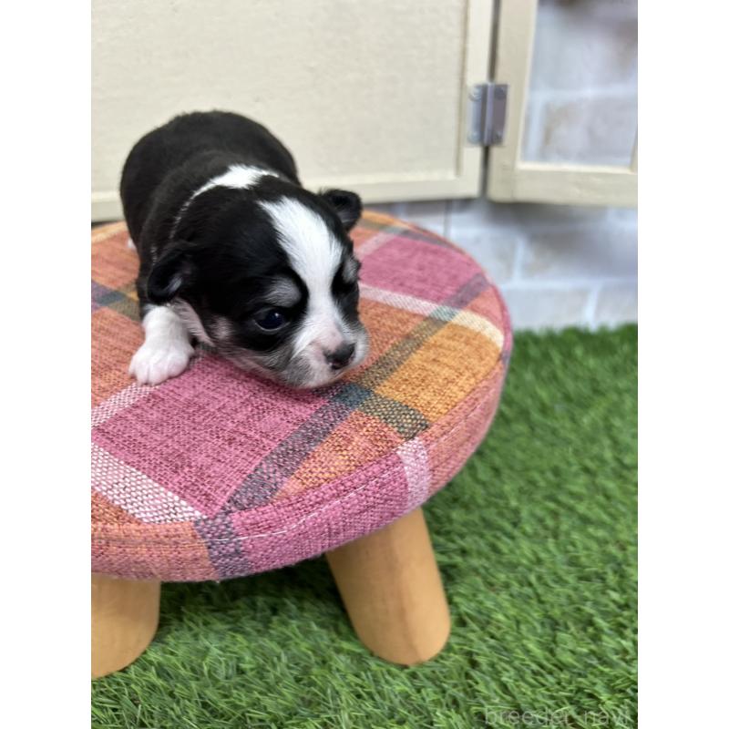 販売中の北海道のチワワ(ロングコート)-437937の3枚目