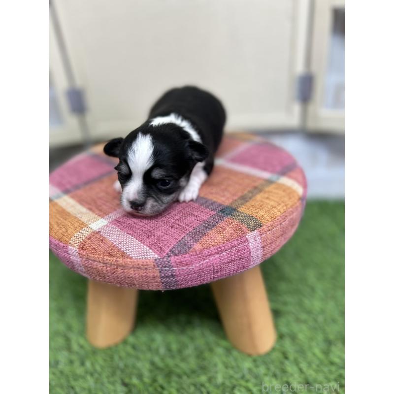 販売中の北海道のチワワ(ロングコート)-437937の2枚目