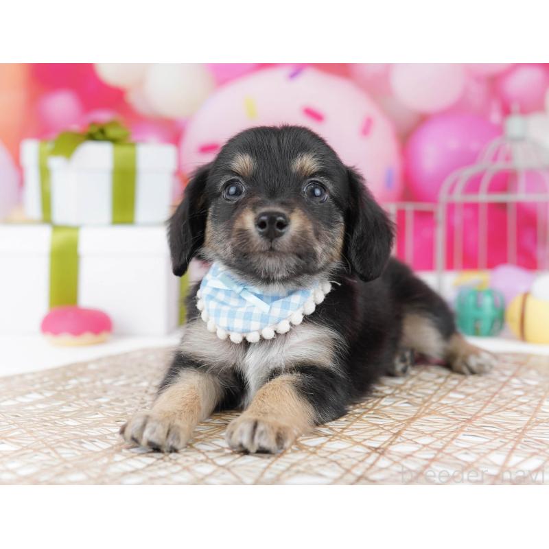 販売中ののチワックス:チワワ×ミニチュアダックスフンド-437941