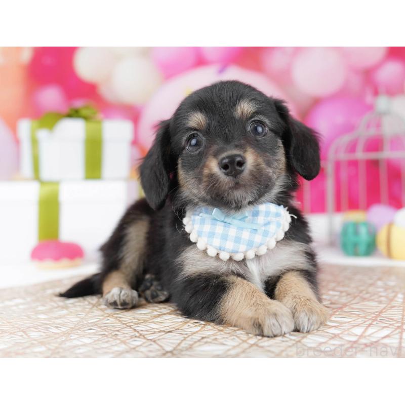 販売中の東京都のチワックス:チワワ×ミニチュアダックスフンド-437941の7枚目