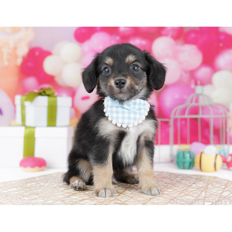 販売中の東京都のチワックス:チワワ×ミニチュアダックスフンド-437941の6枚目