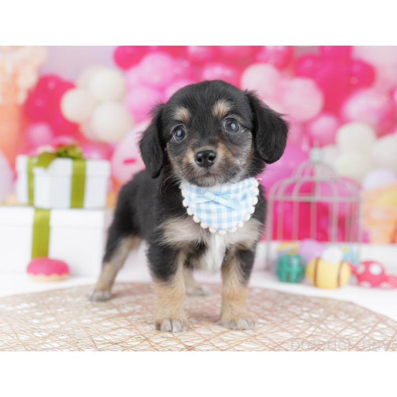 販売中の東京都のチワックス:チワワ×ミニチュアダックスフンド-437941の5枚目