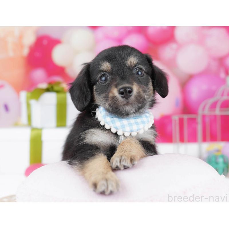 販売中の東京都のチワックス:チワワ×ミニチュアダックスフンド-437941の4枚目