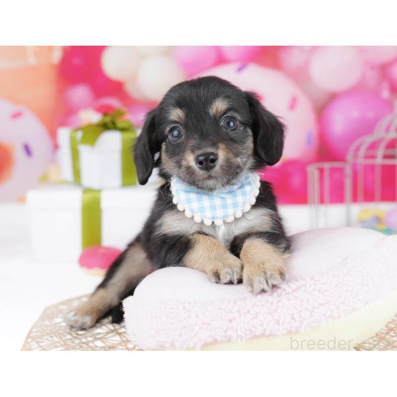 販売中の東京都のチワックス:チワワ×ミニチュアダックスフンド-437941の3枚目