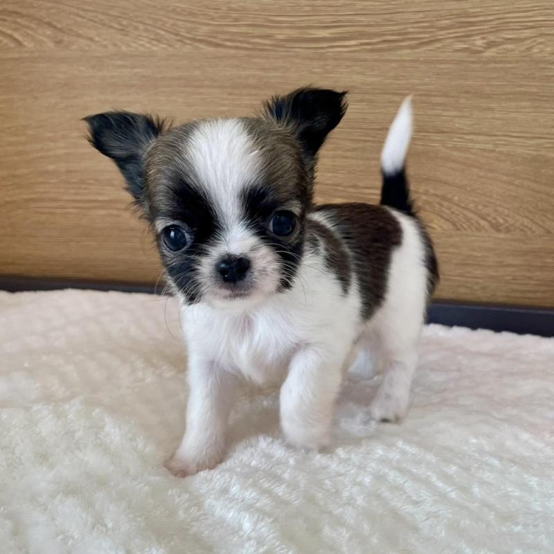 販売中の栃木県のチワワ(ロングコート)-437939