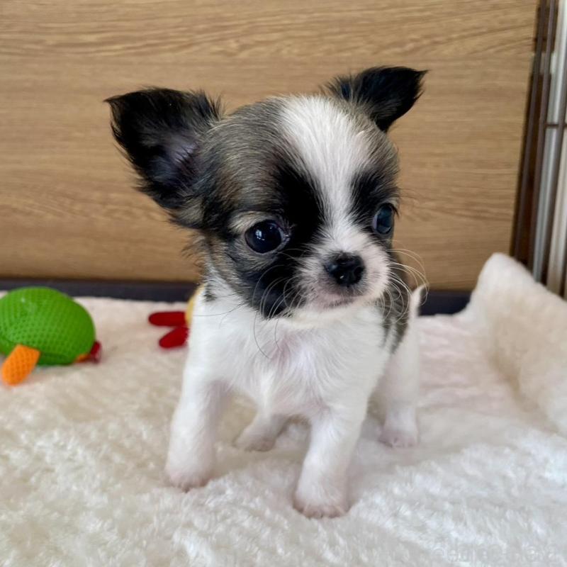 販売中の栃木県のチワワ(ロングコート)-437939の5枚目