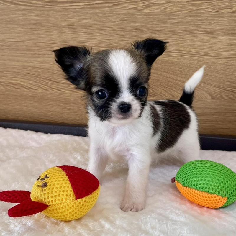 販売中の栃木県のチワワ(ロングコート)-437939の4枚目