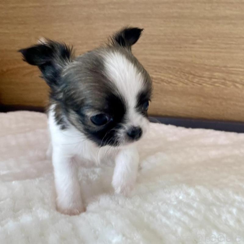 販売中の栃木県のチワワ(ロングコート)-437939の3枚目