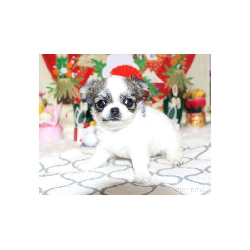 販売中の福岡県のチワワ(ロングコート)-437940の6枚目