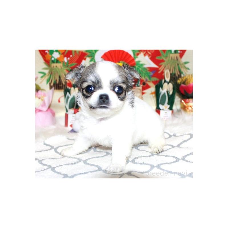 販売中の福岡県のチワワ(ロングコート)-437940の5枚目