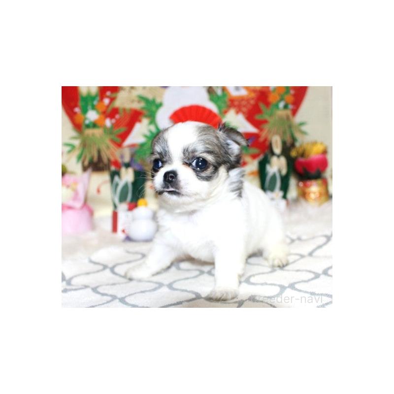 販売中の福岡県のチワワ(ロングコート)-437940の4枚目