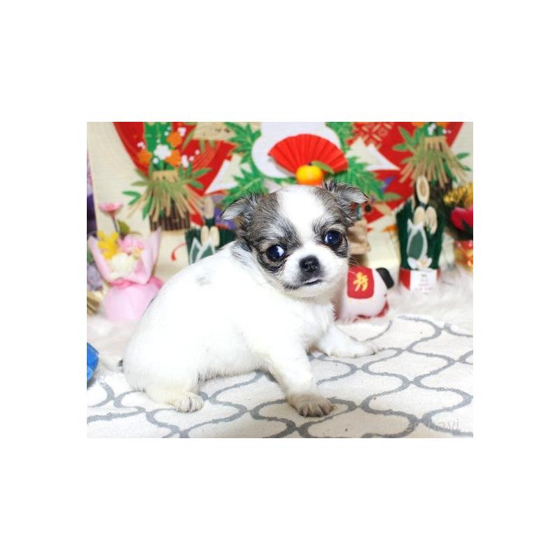 販売中の福岡県のチワワ(ロングコート)-437940の3枚目