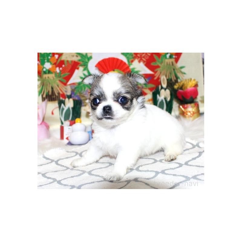 販売中の福岡県のチワワ(ロングコート)-437940の2枚目