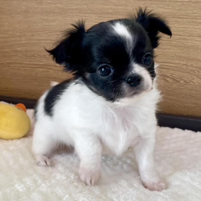 販売中の栃木県のチワワ(ロングコート)-437942の1枚目